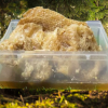 Sunderban Honey- সুন্দরবন মধু
